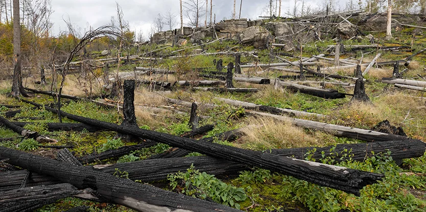 Zerstéierung vun de Bëscher klëmmt weider