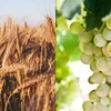 Landwirtschaft a Wäibau: D'Wieder war en Challenge