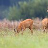 Verdacht op Blozongekrankheet beim Wëld | © Bigstock