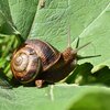 Seejomessen a Schleeken am Gaart | © Bigstock / Ivan Marjanovic