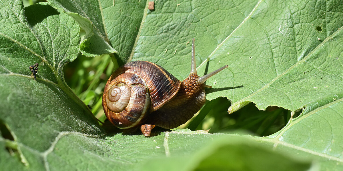 Seejomessen a Schleeken am Gaart | © Bigstock / Ivan Marjanovic