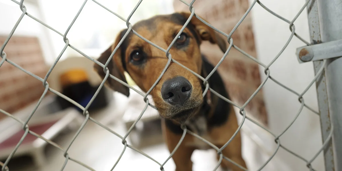 Fall vun Tollwut a Rheinland-Pflaz: Keen Déier ouni valabele Sanitärpass importéieren | © Bigstock