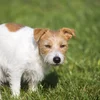 "Hondskéipercher” an der Natur | © Bigstock / Reddogs