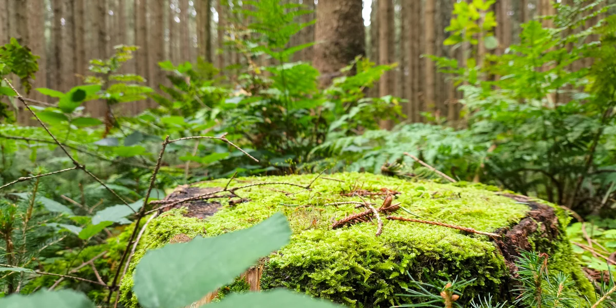 D'Enjeue vun der UNO-Biodiversitéitskonferenz