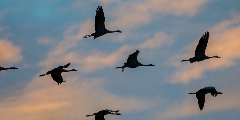 Euro BirdWatchday