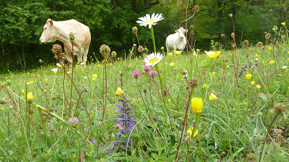 Landwirtschaft a Naturschutz, geet dat? | © Marc Thiel