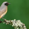 De Gaarderoutschwanz ass de Vull vum Joer | © natur&ëmwelt