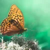 Naturreseau | © Bigstock / Mihailo K