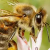 Ee Beien/Insekten-frëndleche Gaart