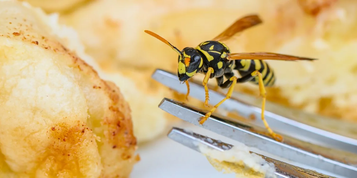 Wéi evitéiert ee vun enger Harespel gepickt ze ginn? | © picture alliance/dpa | Patrick Pleul