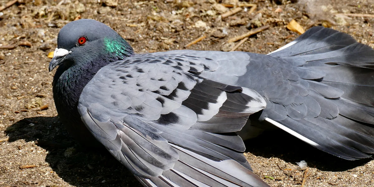 ALVA confirméiert Fall vun Newcastle-Krankheet bei enger wëller Dauf