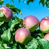 Uebstsaison zu Lëtzebuerg | © Bigstock