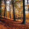 Dag vum Bam : Resilient Bëscher an Zäite vum Klimawandel