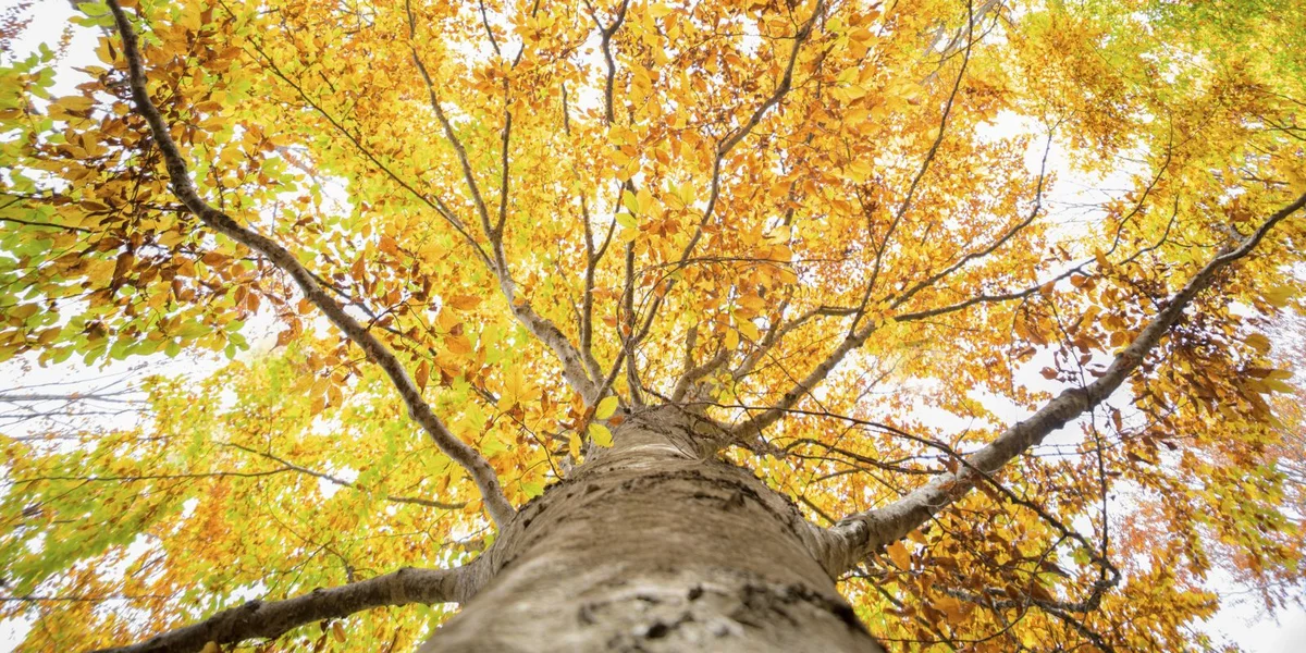 Beem planze géint de Klimwandel - Startschoss fir ee ganz spezielle Bësch | © picture alliance / imageBROKER | © Loredana De Sole