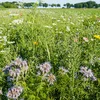 Den Impakt vum Klimawandel op d’Planzebiodiversitéit | © Bigstock