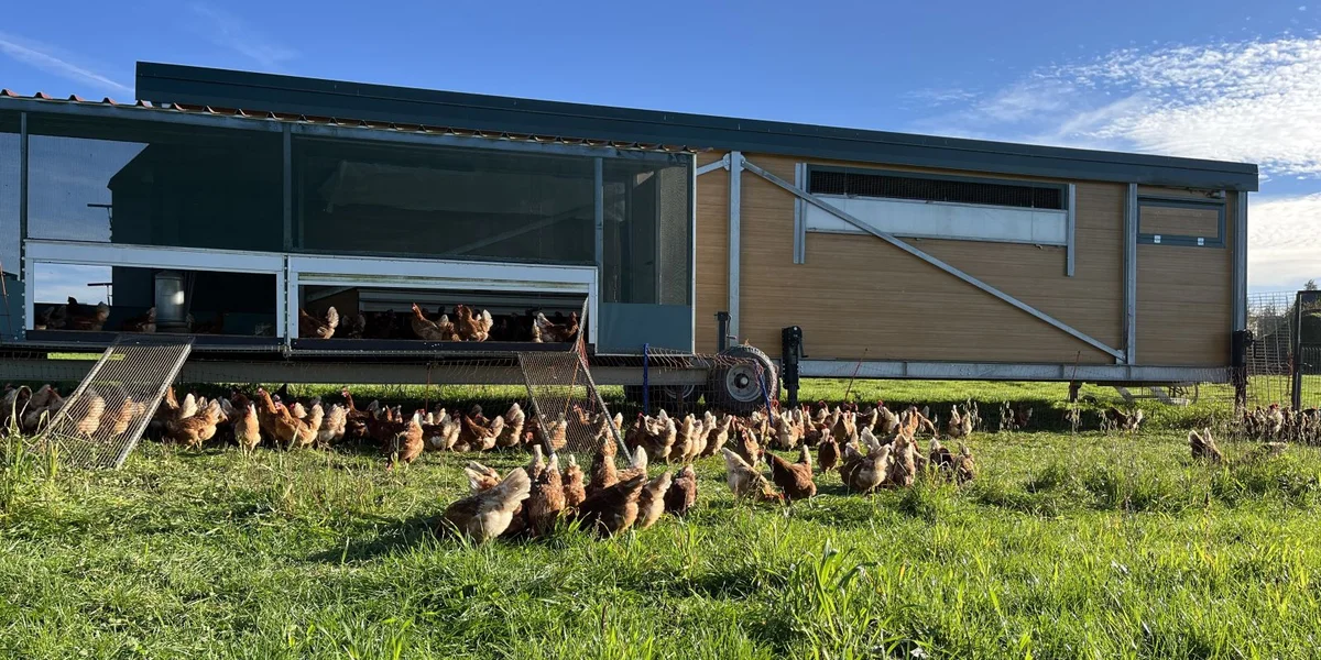Net nëmme wéinst Ouschtere stinn d'Eeërproduzenten ënner Drock | © Lynn Jemming