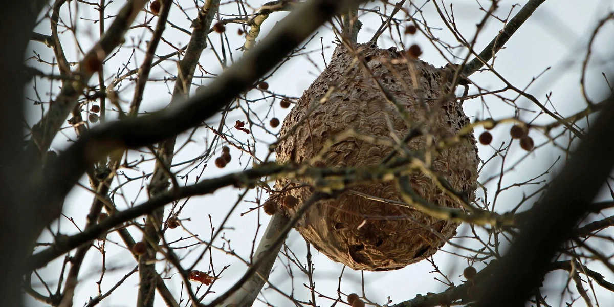 Nei Moossnamen am Kampf géint déi Asiatesch Runn | © EPA/JUNA HERRERO
