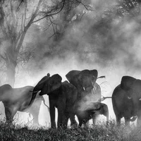 Film vun der Woch: "Ghost Elefants"