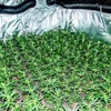 Police saiséiert méi wéi 1.700 Cannabisplanzen am Norde vum Land | © Lëtzebuerger Justiz