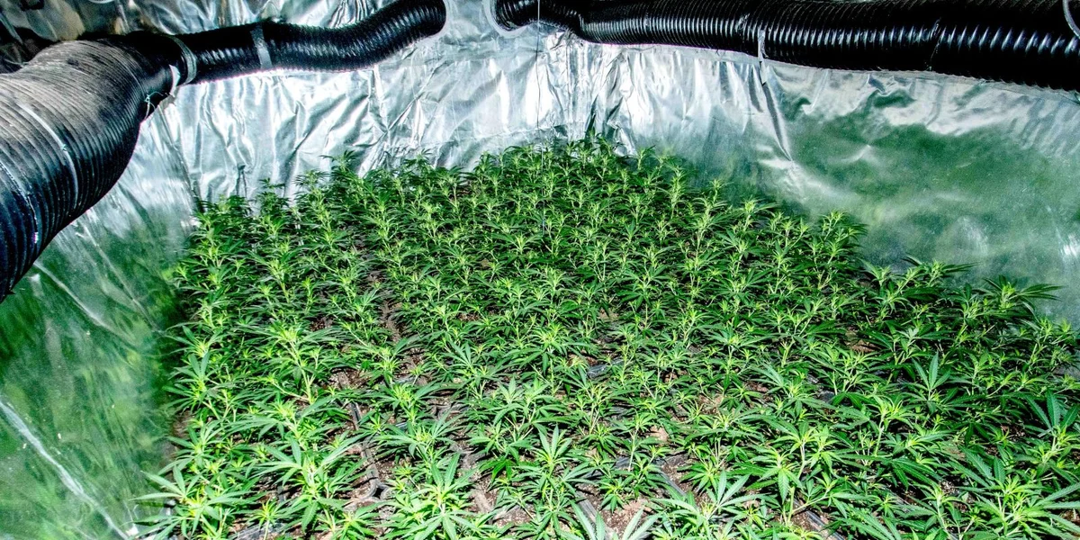 Police saiséiert méi wéi 1.700 Cannabisplanzen am Norde vum Land | © Lëtzebuerger Justiz