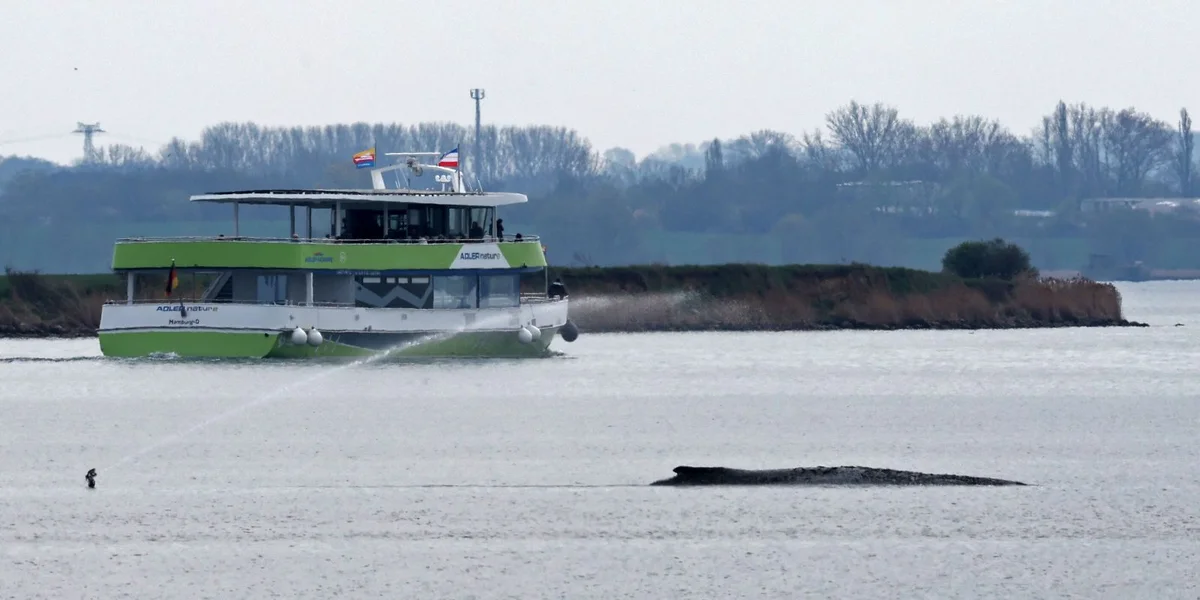 De Buckelwal an der Ostsee soll elo awer fort transportéiert ginn | © picture alliance/dpa | Bernd Wüstneck