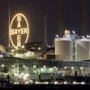 Optakt vum Recours vu Bayer géint een Urteel géint Planzeschutzmëttel Glyphosat | © picture alliance / Panama Pictures | Christoph Hardt
