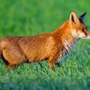 Fuuss mat Vullegripp wier dat éischt infizéiert Mamendéier zu Lëtzebuerg | © picture alliance/dpa | Patrick Pleul