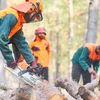 Bëschaarbechten am Hierscht | © Adobe Stock