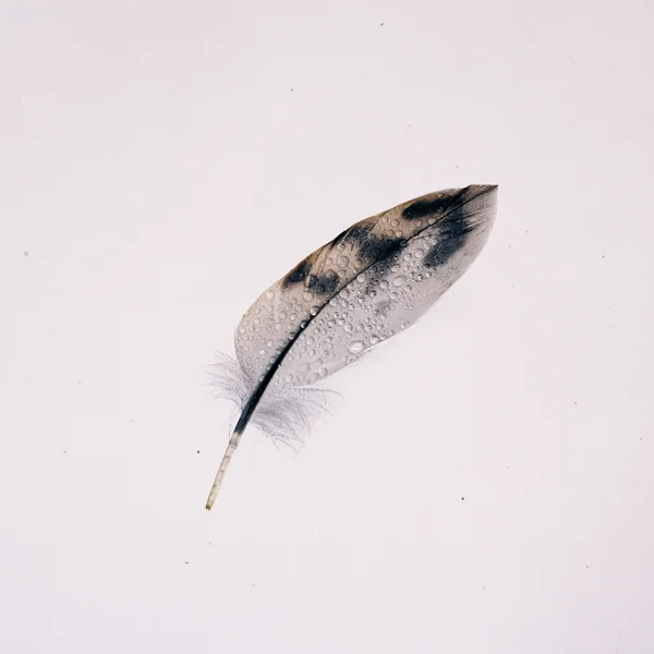 Lucky(Hymn)