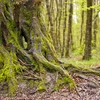 De Wäert vun engem Bam | © Bigstock