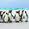 Iwwerliewenskënschtler ronderëm de Globus verdeelt: Pinguinen 1/2 | © Bigstock