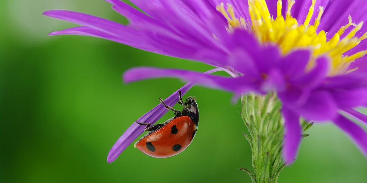 Insektepopulatioune stäerken mam Insekteräichprojet vum Naturpark Our | © Bigstock
