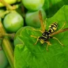 Wéngerten: Liewensraum fir eis Bestëbser | © Bigstock
