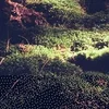 E-Lodie | © Bandcamp