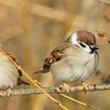 Wien ass de neie Star? de Feldspatz, den Dommendéck oder den Hauwendaucher | © Bigstock