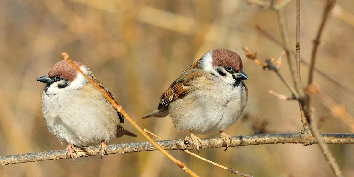 Wien ass de neie Star? de Feldspatz, den Dommendéck oder den Hauwendaucher | © Bigstock