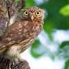 Iwwer Bierg an Dall: Steekauz