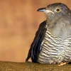 Iwwer Bierg an Dall: De Guckuck