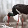Iwwer Bierg an Dall: Schwaarze Storch