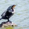 Iwwer Bierg an Dall: De Kormoran