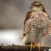 Iwwer Bierg an Dall: Spréiwer