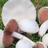 Champignons-Zäit