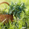 Brennnessel - Urtica, eng pickeg awer ganz intressant Planz