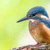 Iwwer Bierg an Dall: Äisvull, Alcedo atthis
